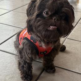 Poppy - Shih Tzu