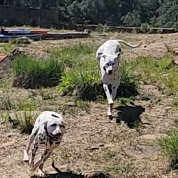 Dalmatian puppies from Samba Flavors