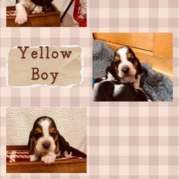 Mr. Yellow - Black brown and white male Basset Hound puppy in Lagrange, Georgia from Tall Oak Bassets