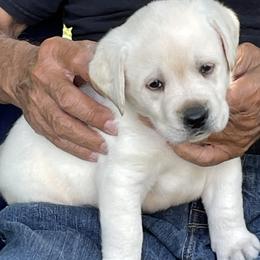 Aussiedoodles and Labrador Retrievers from Windbush