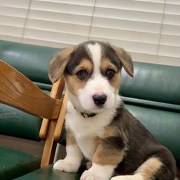 Yellow - Black and tan male Pembroke Welsh Corgi puppy in Dobson, North Carolina from Clover S Farm