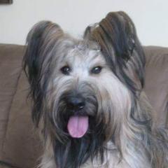 Briards and Pointers from Honey Bee Hill