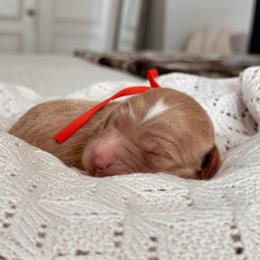 Taos, Girl - Red  female Goldendoodle puppy in Maricopa, Arizona from Desert Ridge Doodles
