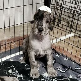 Vincent - Merle male Great Dane puppy in Miamisburg, Ohio from Iron Horse Kennel