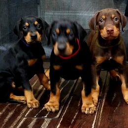 Doberman Pinschers from Titan Doberman