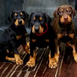 Doberman Pinschers from Titan Doberman