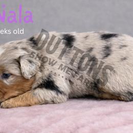 Nala - Blue merle female Miniature Australian Shepherd puppy in Oronogo, Missouri from Dutton's Show Me Farms