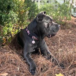 Cane Corso from Golden Isles Cane Corsos