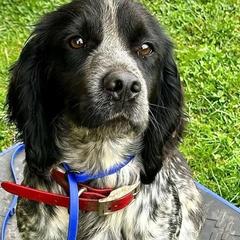 English Cocker Spaniels from Junction Gundogs