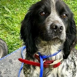 English Cocker Spaniels from Junction Gundogs