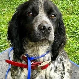 English Cocker Spaniels from Junction Gundogs