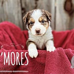 S’mores - Red tri Miniature Australian Shepherd puppy in Riverbank, California from Torres Mini Aussie Dreamz