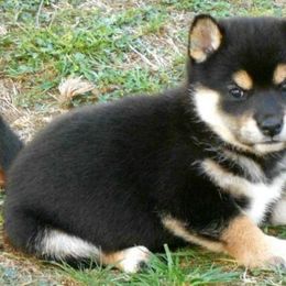 Shiba Inu Puppies from Kawako Shiba Inu