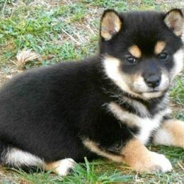 Shiba Inu Puppies from Kawako Shiba Inu