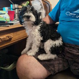 Pluto - Parti male Schnoodle puppy in Huron, Tennessee from Wilma's Paw-Paw Patch