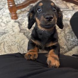 Jackson - Red male Dachshund puppy in Hobart, Indiana from Cogsworth Cromwell Dachshunds of NW Indiana