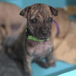 Moto - Brindle male Vietnamese Phu Quoc Ridgeback puppy in Palmdale, California from Vietnamese Phu Quoc Ridgeback Dogs of Southern California