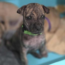 Moto - Brindle male Vietnamese Phu Quoc Ridgeback puppy in Palmdale, California from Vietnamese Phu Quoc Ridgeback Dogs of Southern California