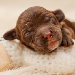 Pogo - Chocolate male Australian Labradoodle puppy in Redding, California from Shasta Royal Monroe Puppies