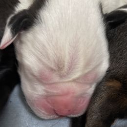 Boy 3 - White Boxer puppy in Bethel Park, Pennsylvania from Goodfella Boxers