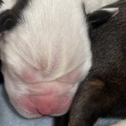 Boy 3 - White Boxer puppy in Bethel Park, Pennsylvania from Goodfella Boxers
