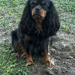 Max - Cavalier King Charles Spaniel