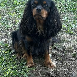 Max - Cavalier King Charles Spaniel