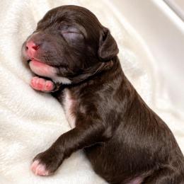 Mercedes - Chocolate female Goldendoodle puppy in Reno, Nevada from Darling Doodles