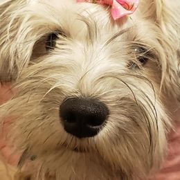 Bernedoodles, Cavapoos, Goldendoodles, and Schnoodles from Doodle Kin