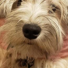 Bernedoodles, Cavapoos, Goldendoodles, and Schnoodles from Doodle Kin