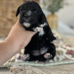 Meadow - Black and white female Cockapoo puppy in Lafayette, Louisiana from Kinkade Kennels