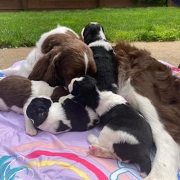 English Springer Spaniel Puppies from Ivy Hill English Springer Spaniels