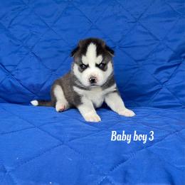 Baby boy 3 - Black and white male Siberian Husky puppy in Ocala, Florida from Florida Husky Puppies