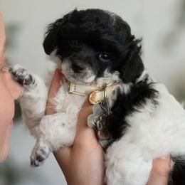 Poodles from Yates Family Farm