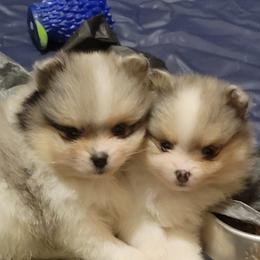 Pomeranian Puppies from Pitter Patter Poms