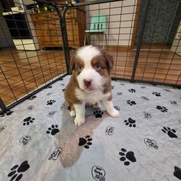 Clancy - Red tri-color male Australian Shepherd puppy in Oak Ridge, Missouri from Myers Farm Aussies