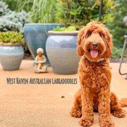 Australian Labradoodle All Grown Up from West Haven Australian Labradoodles