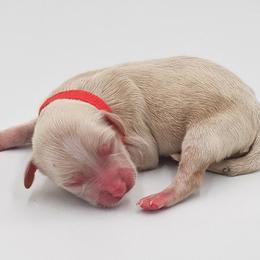 Red Female - Buff and white female Cockapoo puppy in Mocksville, North Carolina from Hunting Creek Farms