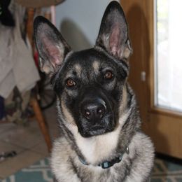 Tibolt - German Shepherd