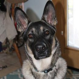 Tibolt - German Shepherd