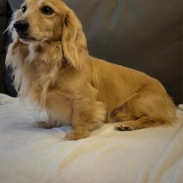 Toby - Cream male Dachshund puppy in Lumber City, Georgia from Willow Run LLC
