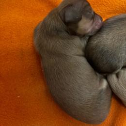 Frida - Chocolate and cream female Dachshund puppy in Fayetteville, Arkansas from Cortney's Dachshunds