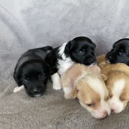 Chinese Crested Puppies from SoCal Chinese Crested
