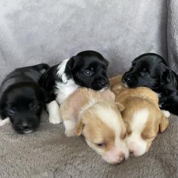 Chinese Crested Puppies from SoCal Chinese Crested