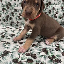 "Pecan" - Great Dane puppy from Ferguson Family Danes LLC