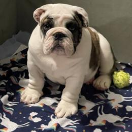 Boy 3 - Brindle male Bulldog puppy in Mount Airy, North Carolina from PrimeCut Bulldogs