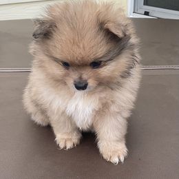 Chloe - Cream sable Pomeranian puppy in Candler, North Carolina from Carolyn's Pomeranians