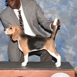 Harley Quinn - Beagle