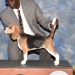 Harley Quinn - Beagle