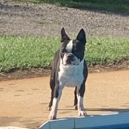 Ocar - Boston Terrier
